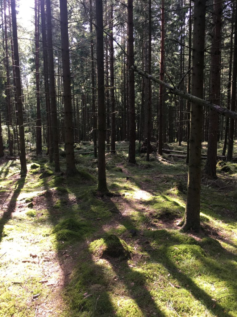 Skogspromenad