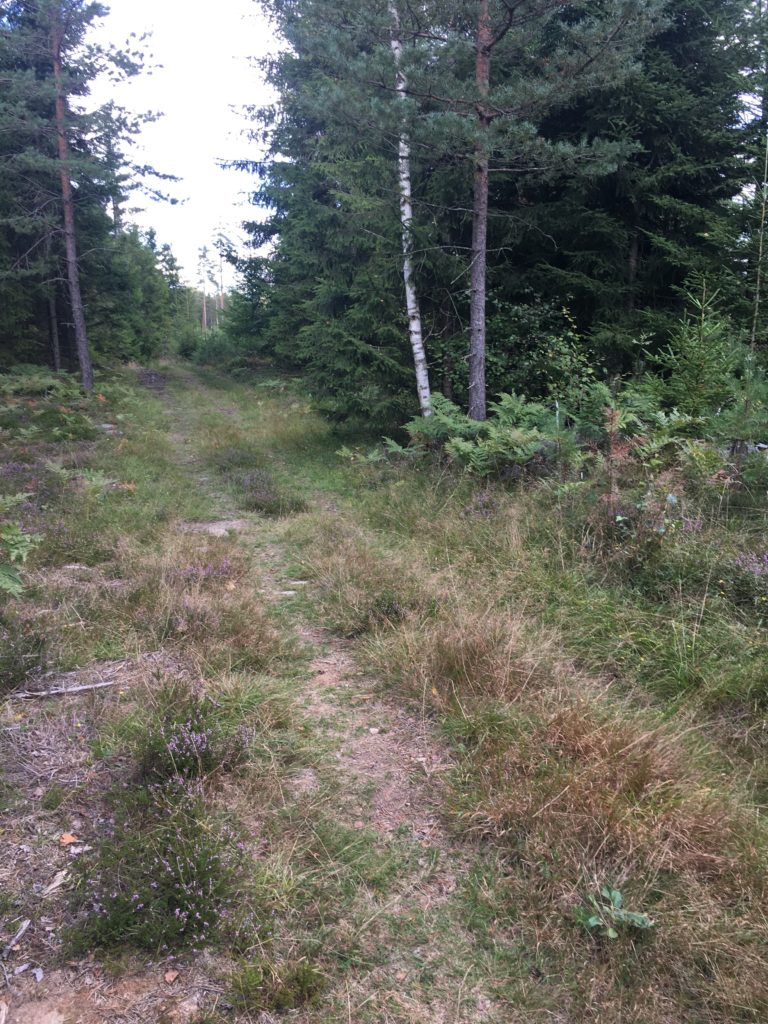 Skogspromenad